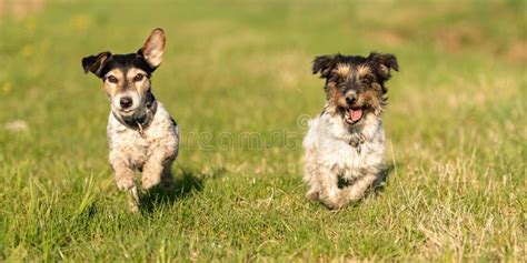  Terriers! Twee Detectives en Een Heel Boel Problemen